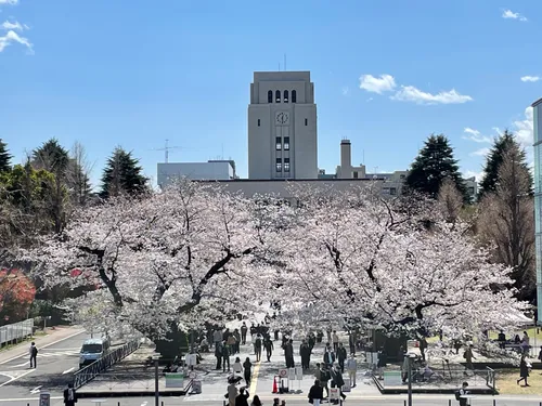桜
