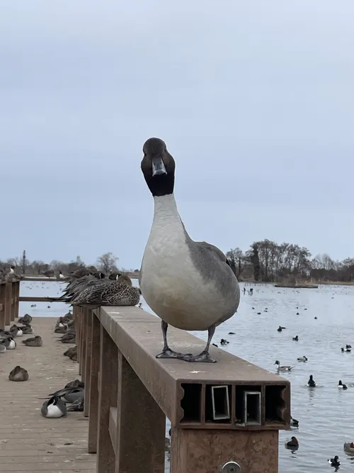 野鳥